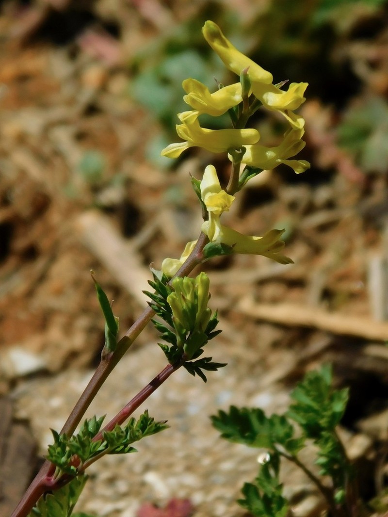 Yellow Fumewort photo 2