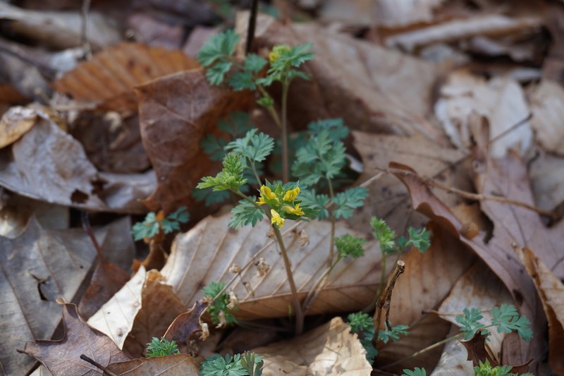 Yellow Fumewort photo 3