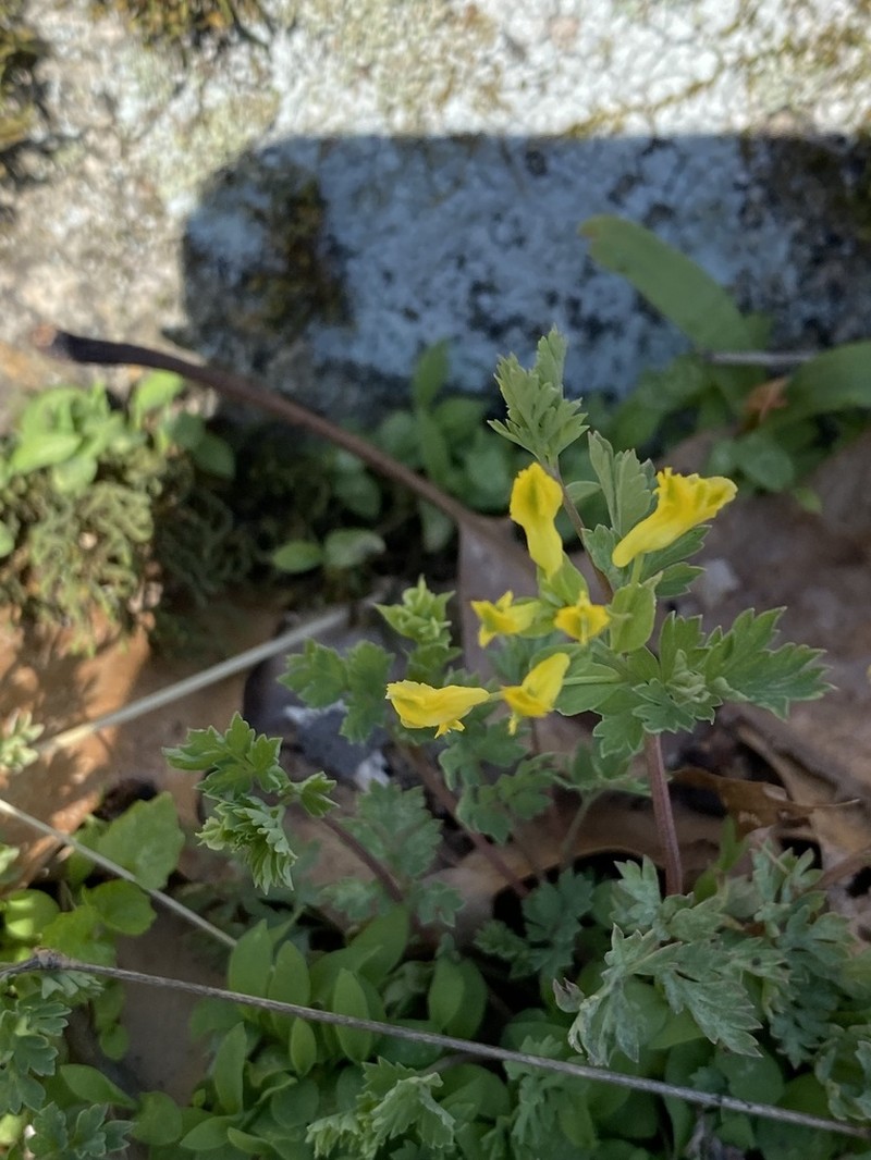 Yellow Fumewort photo 4