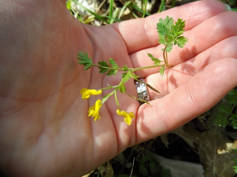 Yellow Fumewort photo 5