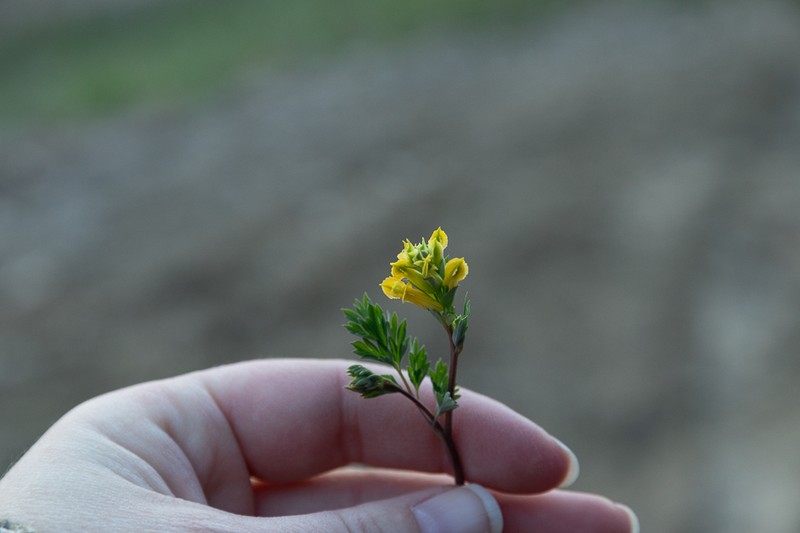 Yellow Fumewort photo 6