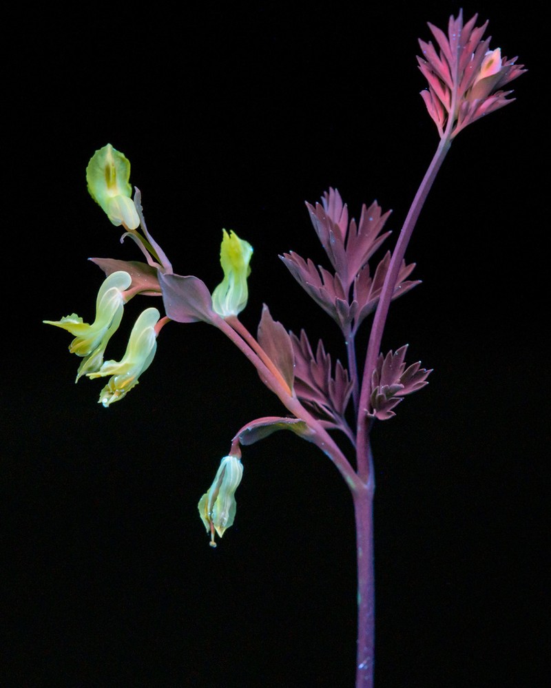 Yellow Fumewort photo 7