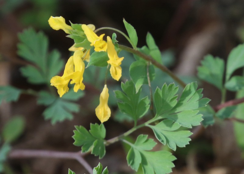 Yellow Fumewort photo 8