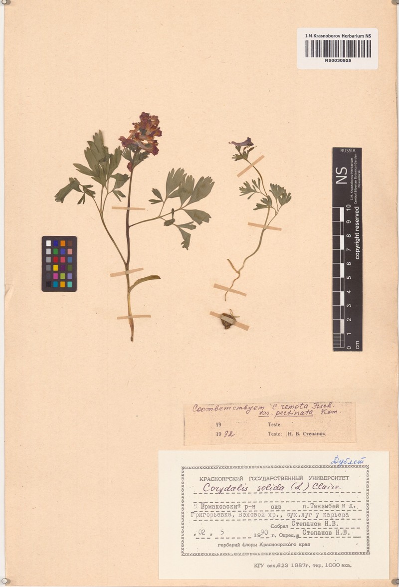 Corydalis fumariifolia subsp. fumariifolia