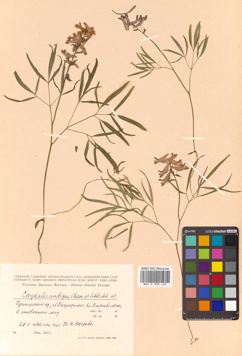 Corydalis fumariifolia subsp. fumariifolia photo 2