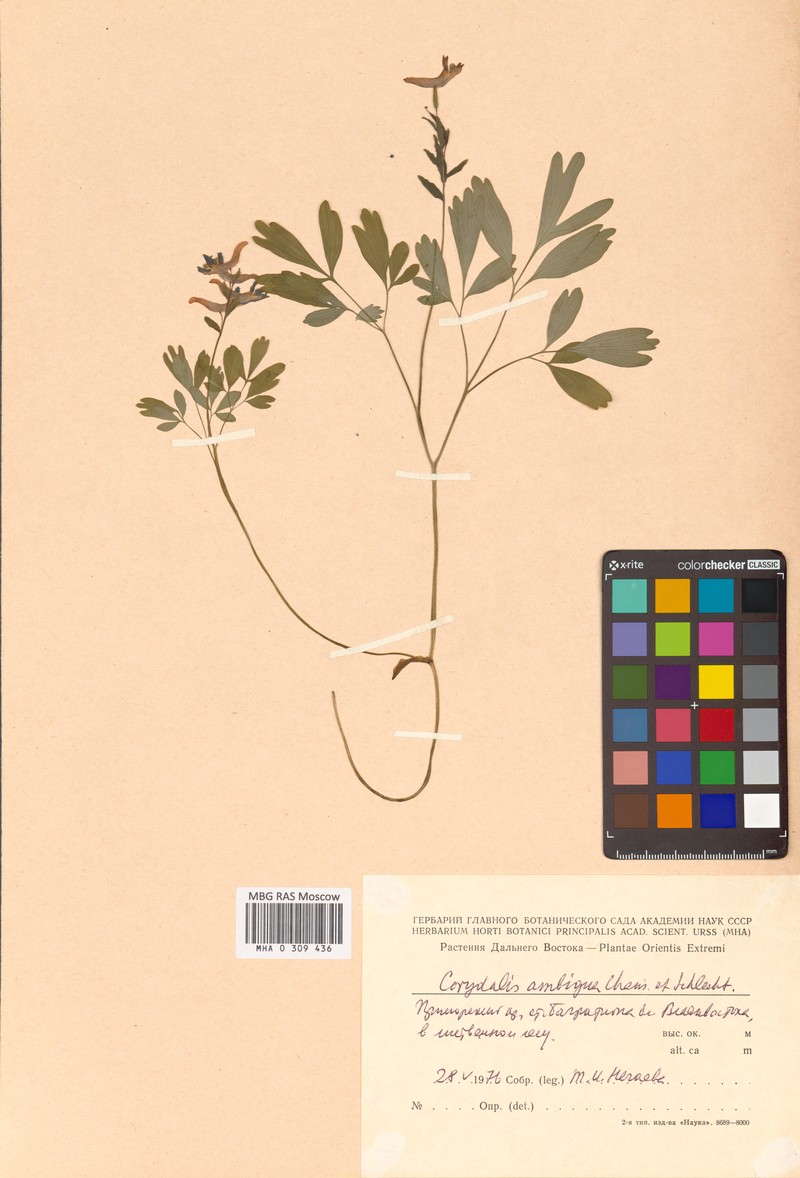 Corydalis fumariifolia subsp. fumariifolia photo 3