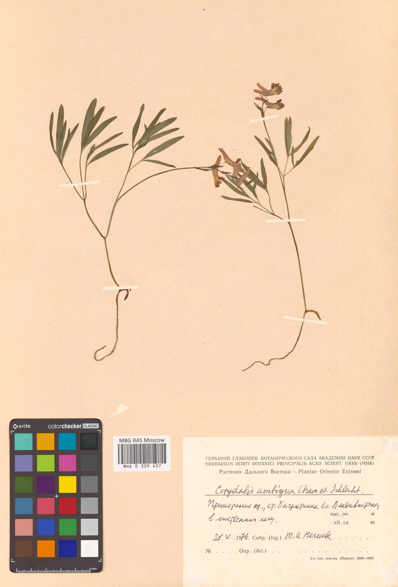 Corydalis fumariifolia subsp. fumariifolia photo 4