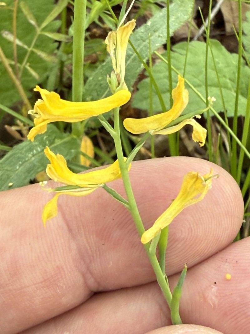 Corydalis halei