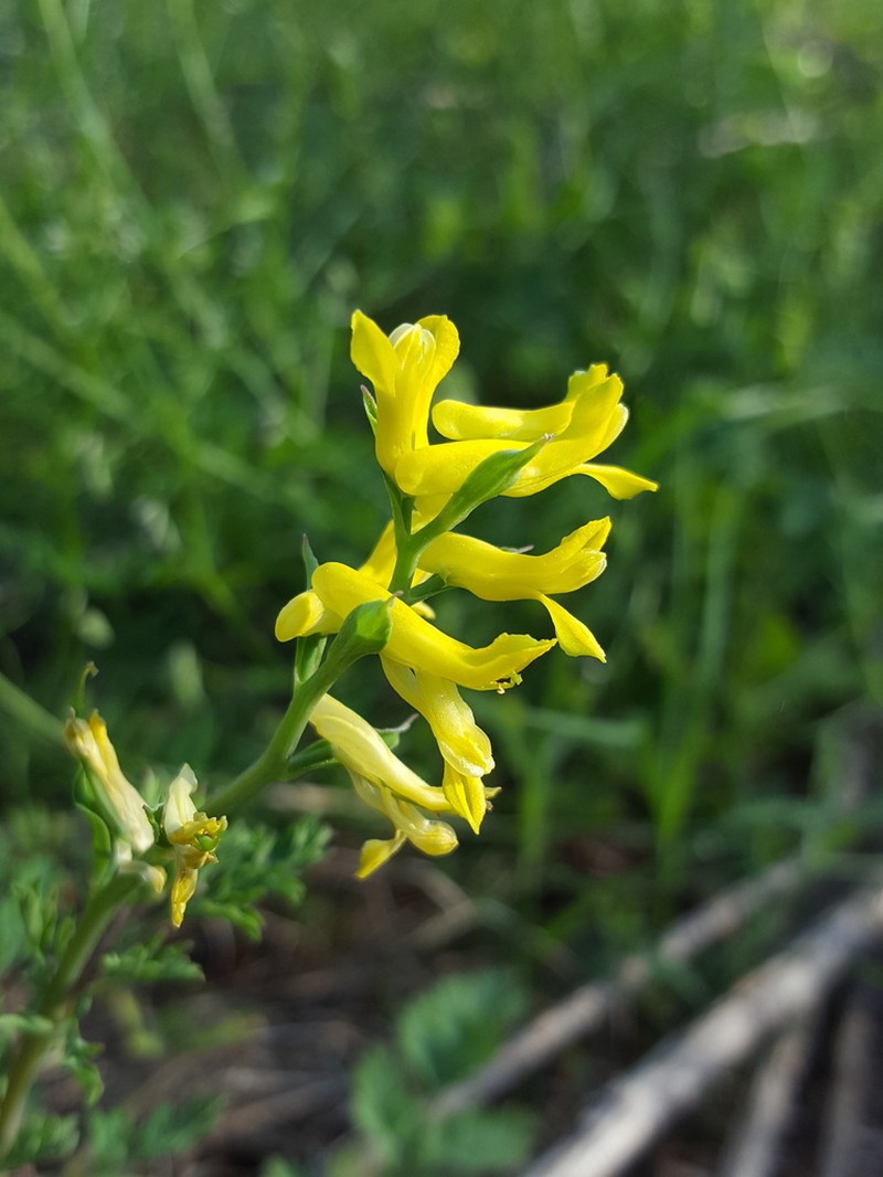Corydalis halei photo 2