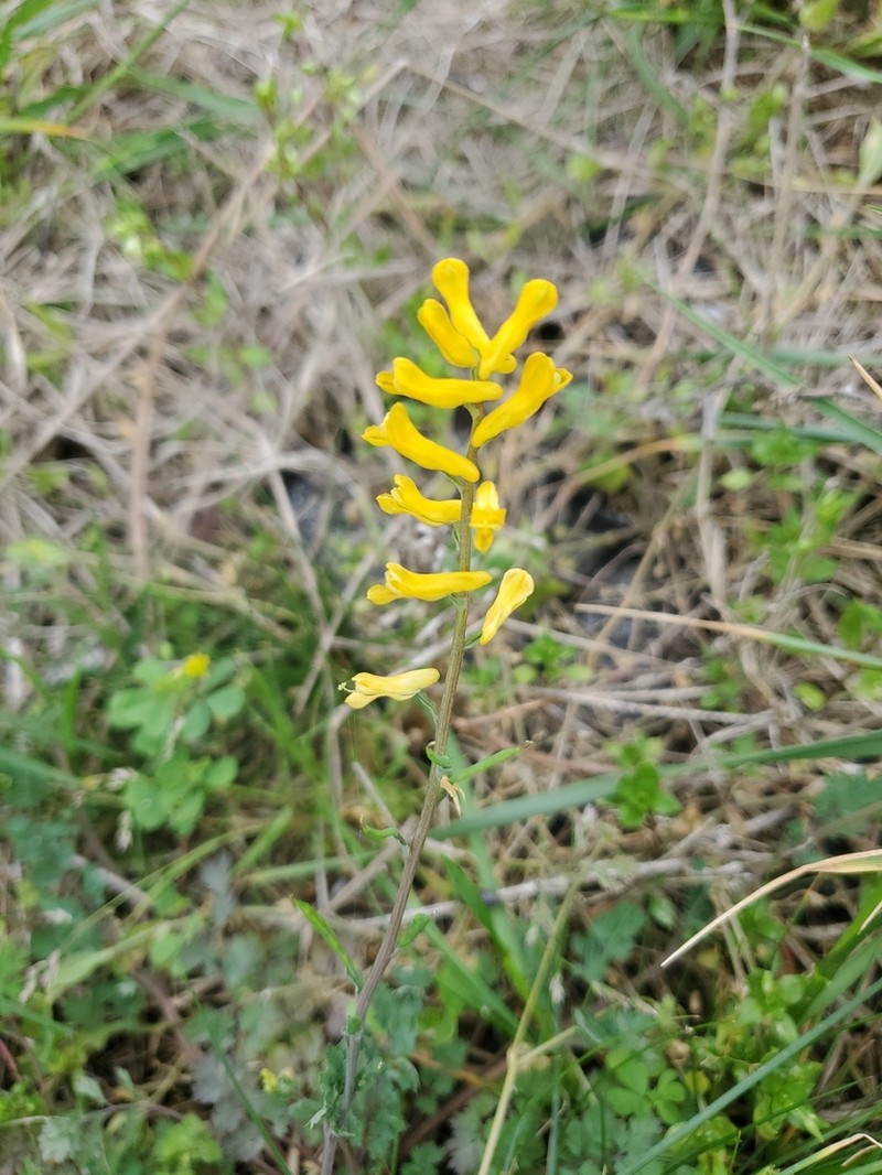 Corydalis halei photo 3