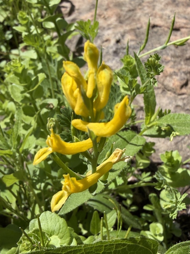 Corydalis halei photo 4