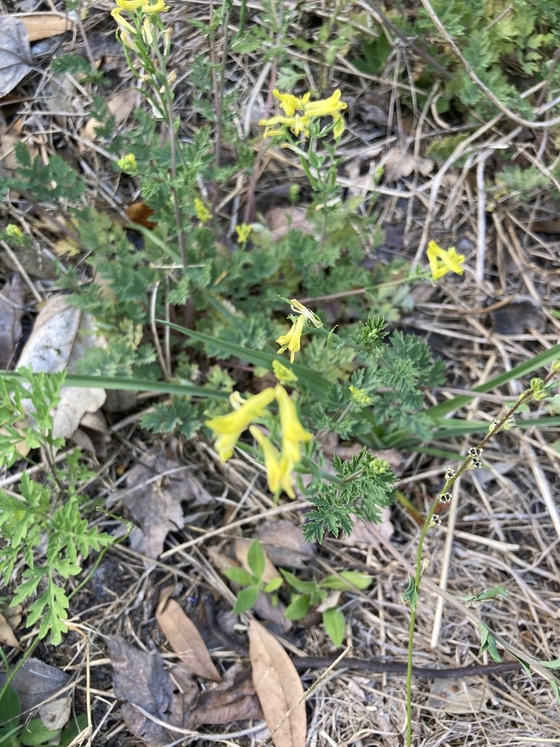 Corydalis halei photo 5
