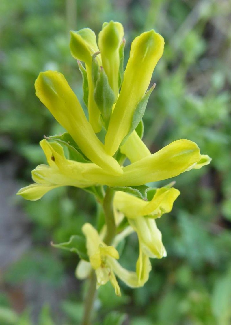 Corydalis halei photo 6