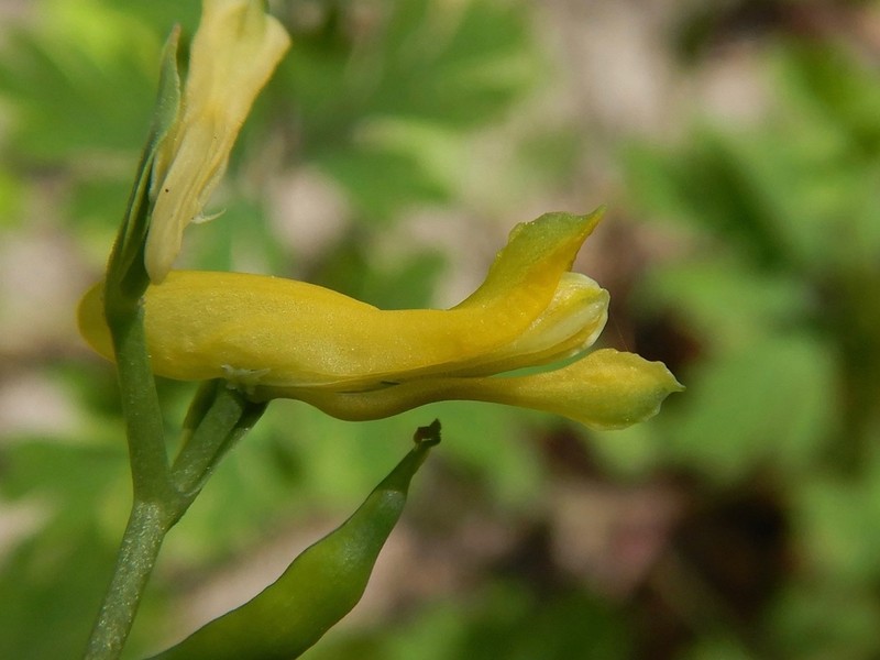 Corydalis halei photo 7