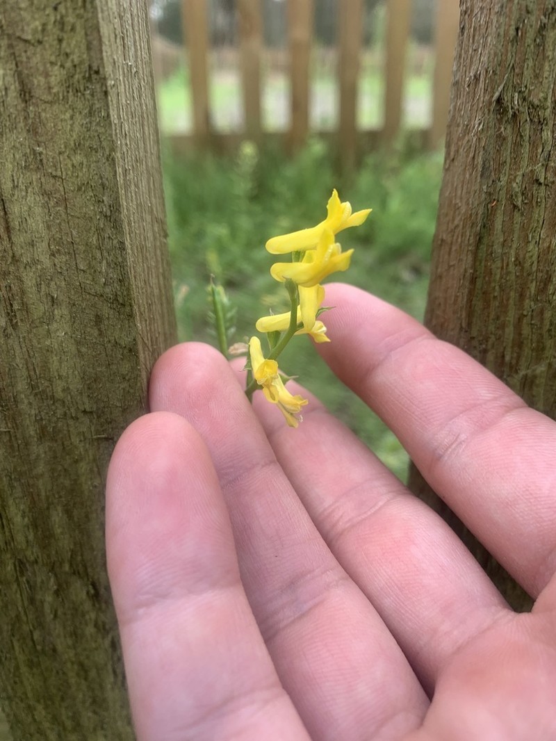 Corydalis halei photo 8