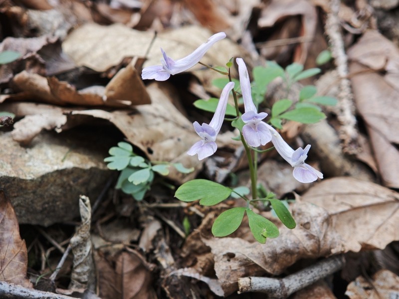 Corydalis huangshanensis