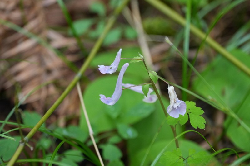 Corydalis huangshanensis photo 2
