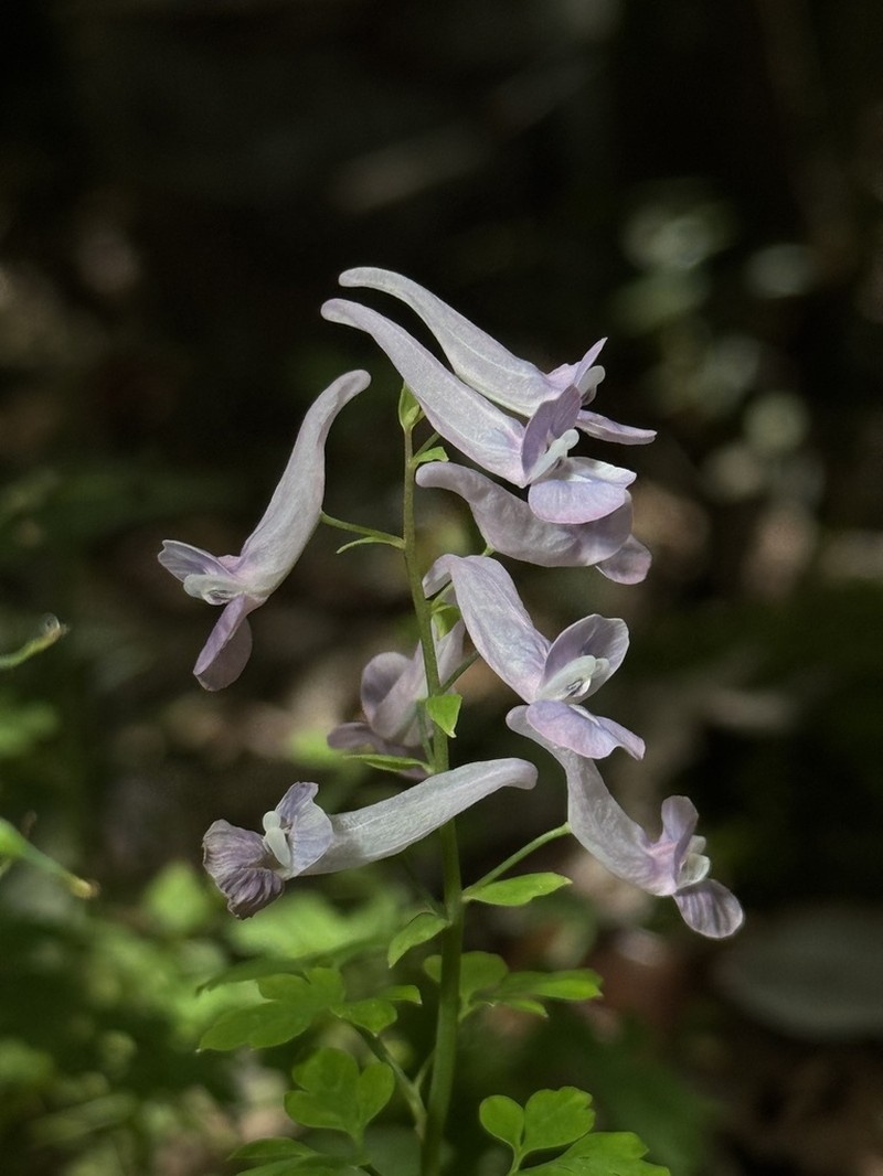 Corydalis huangshanensis photo 3