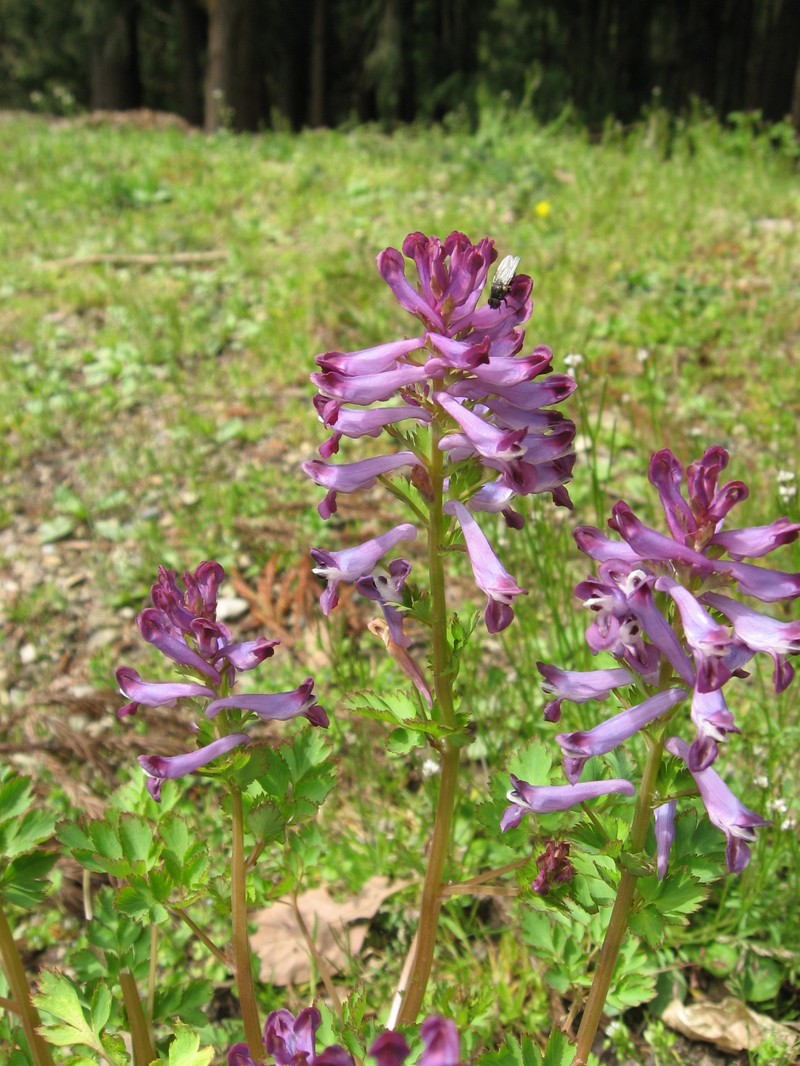 Incised Fumewort photo 2