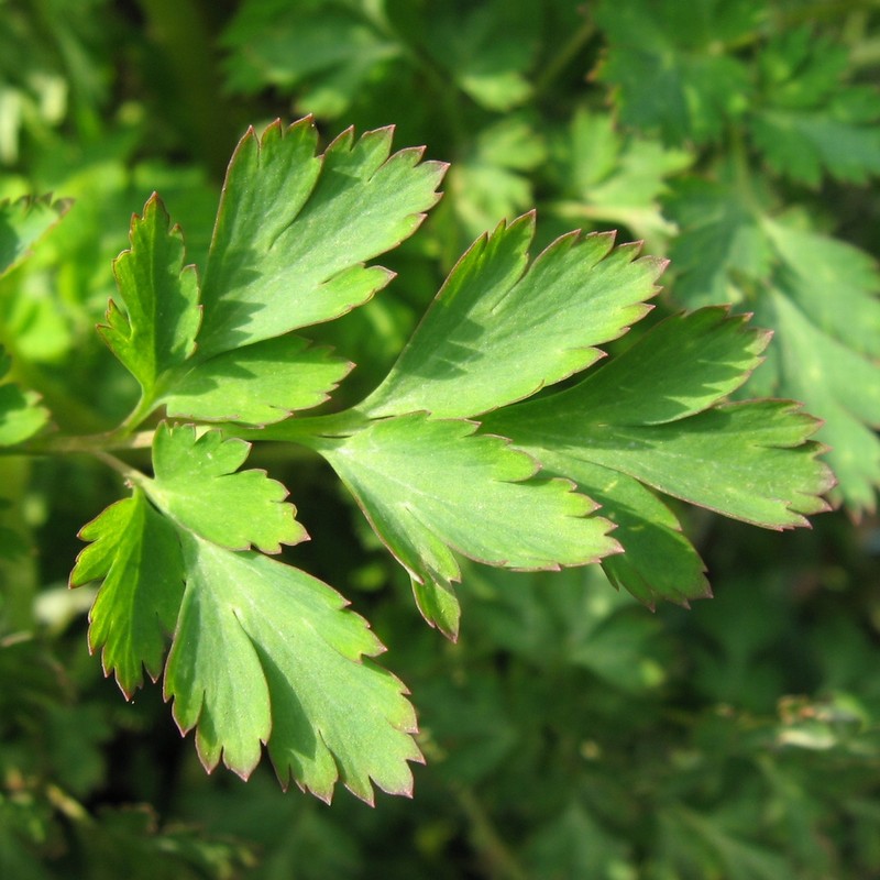 Incised Fumewort photo 3