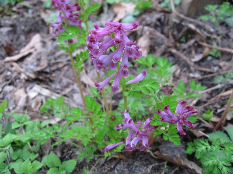 Incised Fumewort photo 4