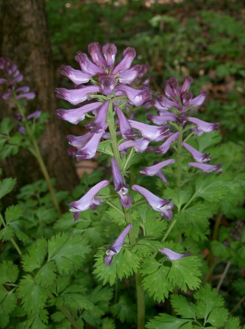 Incised Fumewort