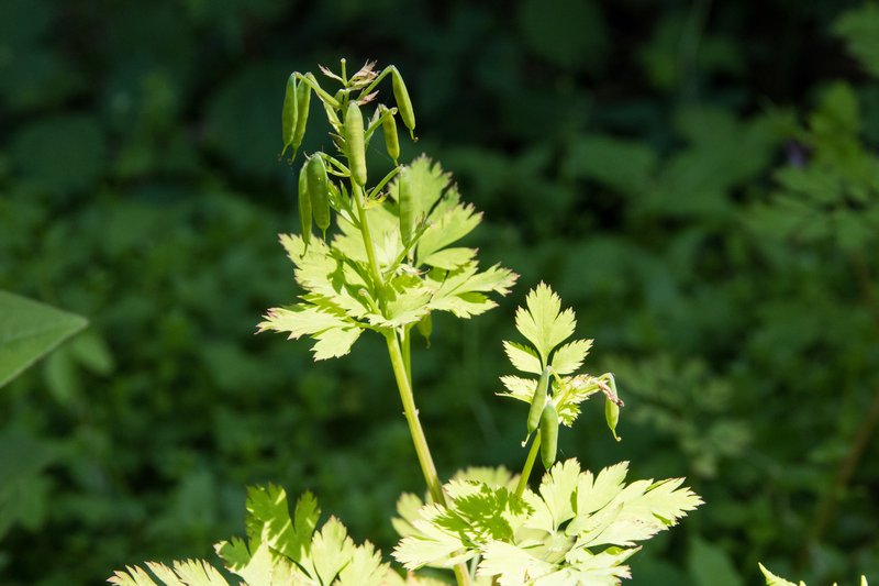 Incised Fumewort photo 5
