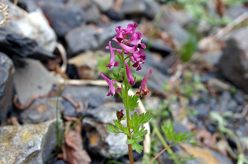 Incised Fumewort photo 7