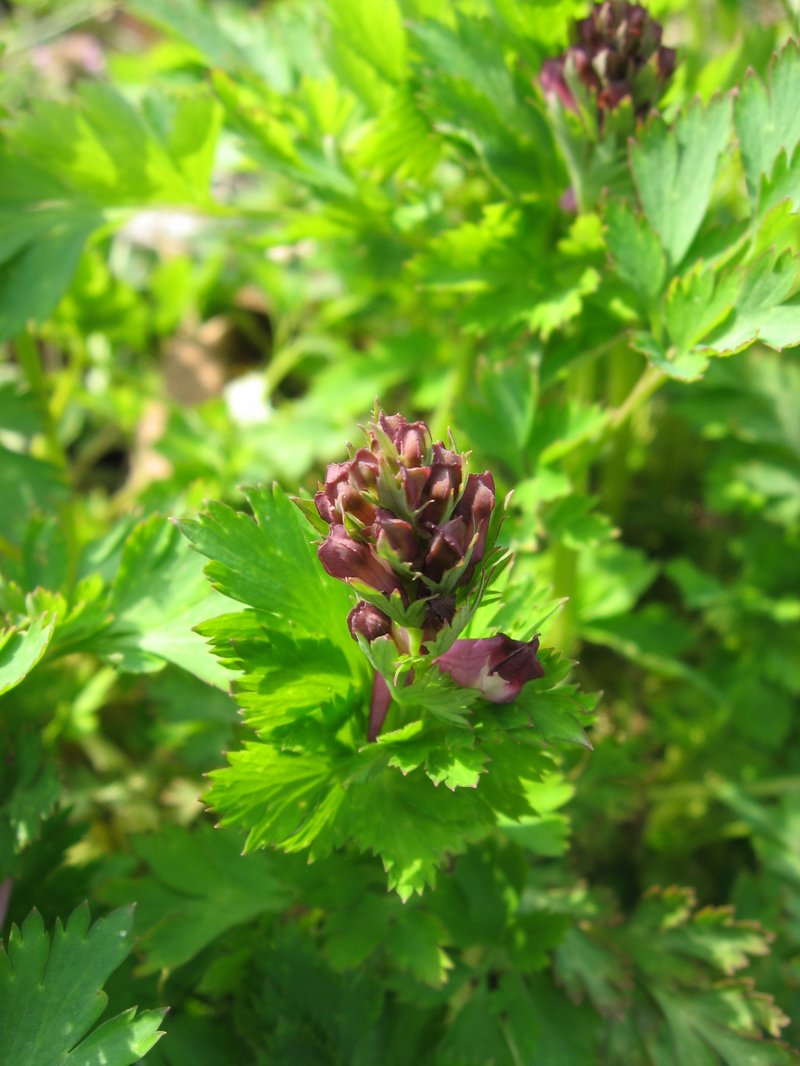 Incised Fumewort photo 8