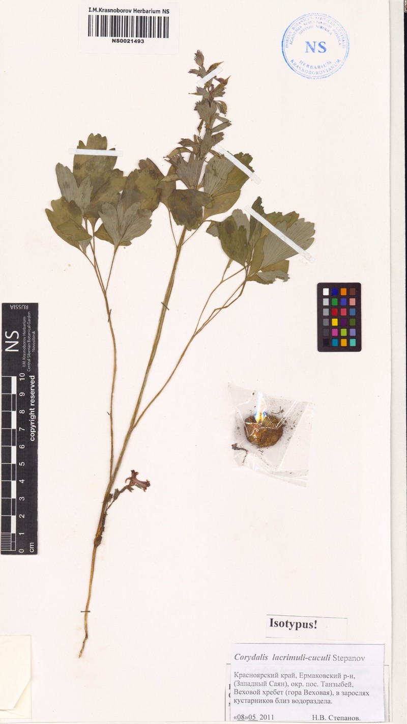 Corydalis lacrimuli-cuculi
