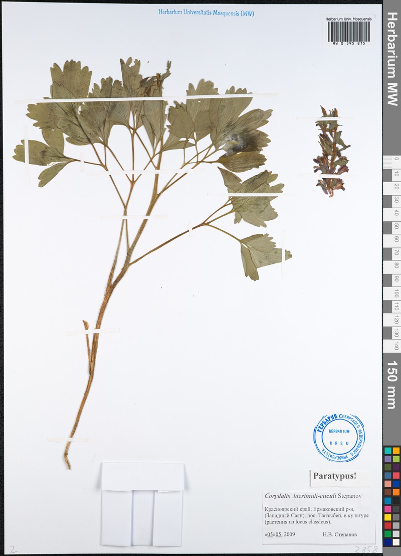 Corydalis lacrimuli-cuculi photo 2