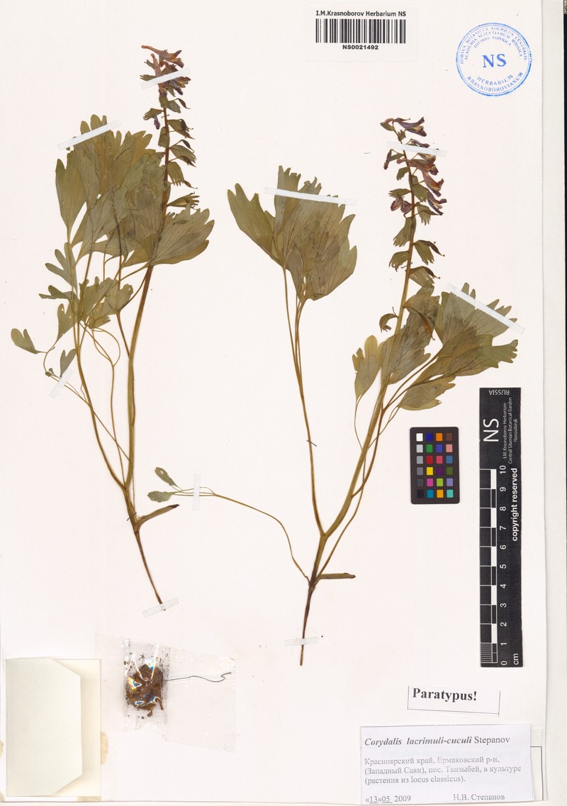 Corydalis lacrimuli-cuculi photo 3
