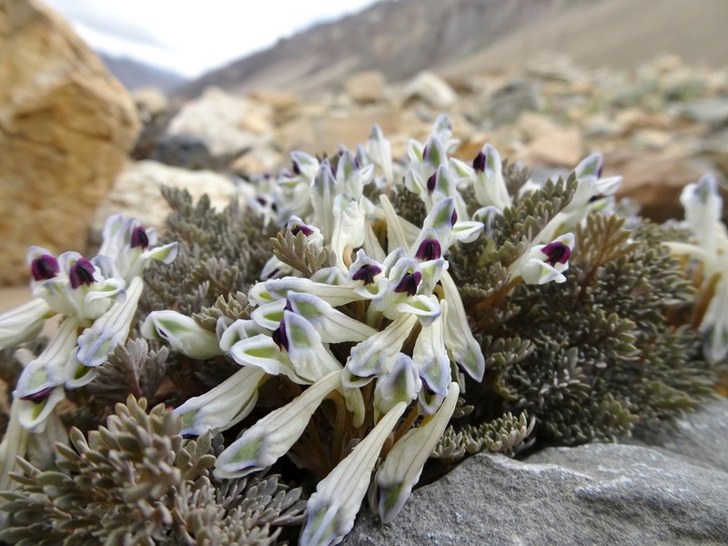 Corydalis magni