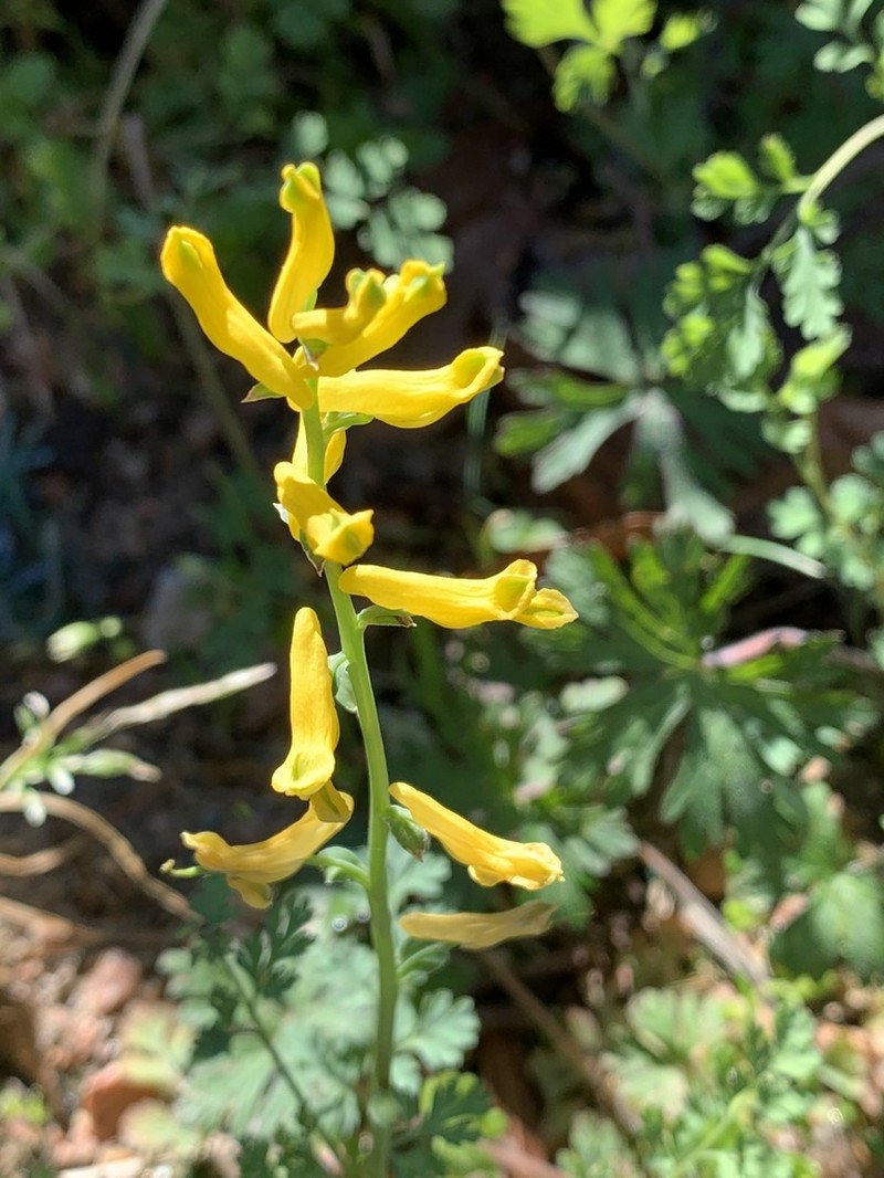 Smallflower Fumewort