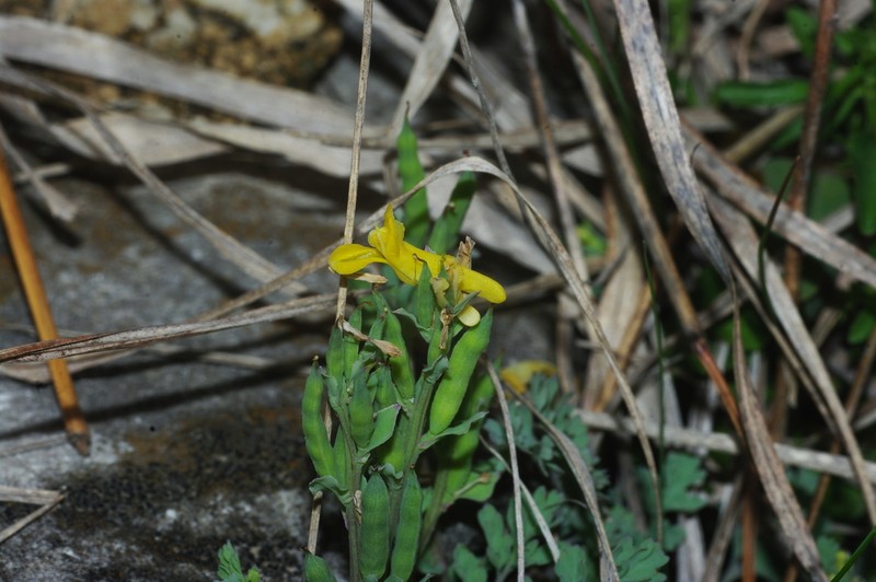 Smallflower Fumewort photo 2
