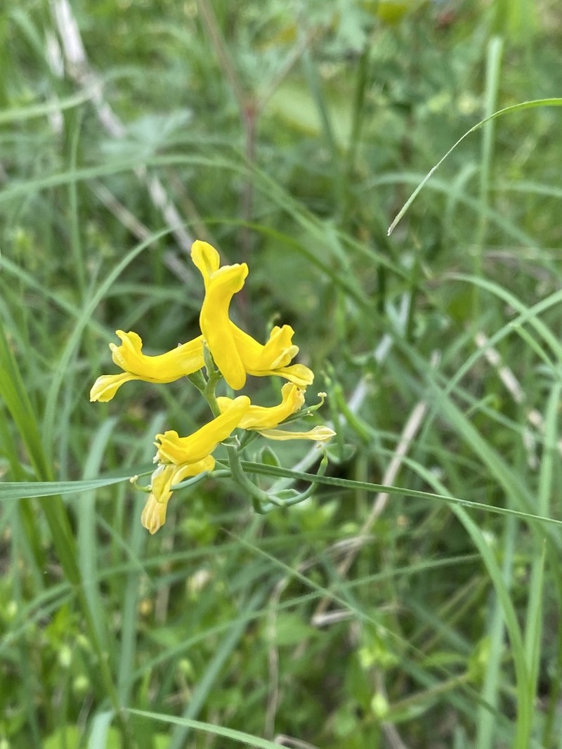 Smallflower Fumewort photo 4