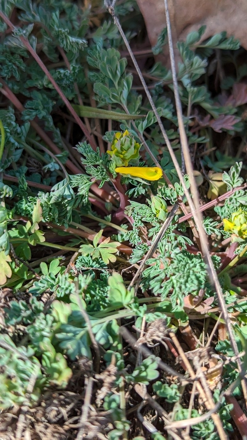 Smallflower Fumewort photo 5