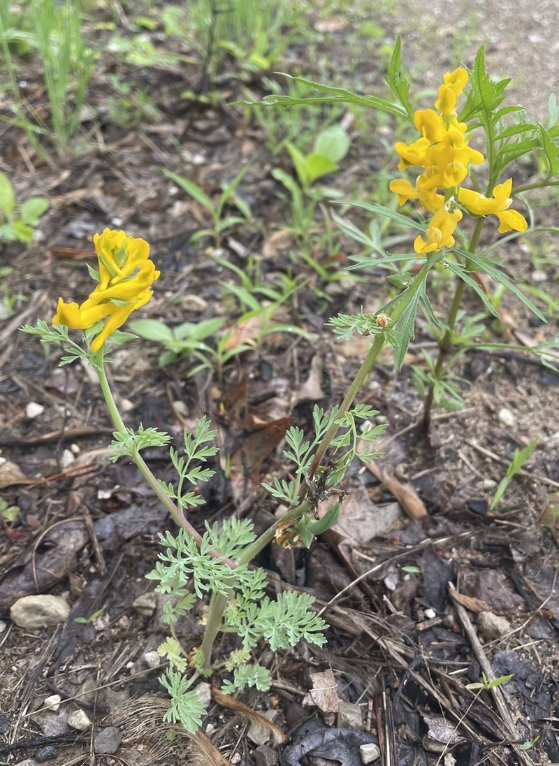 Smallflower Fumewort photo 6