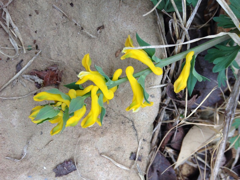 Smallflower Fumewort photo 8