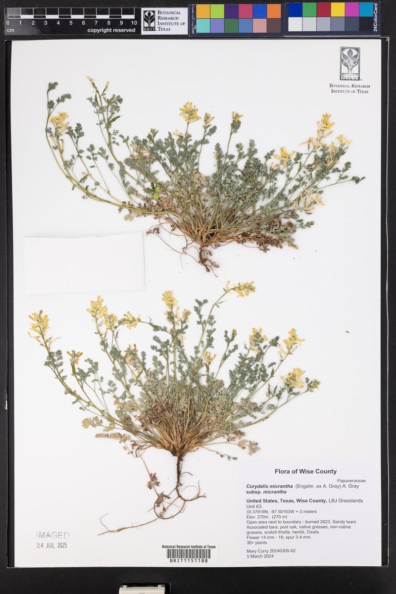 Corydalis micrantha subsp. micrantha