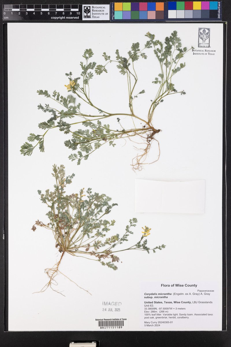 Corydalis micrantha subsp. micrantha photo 2