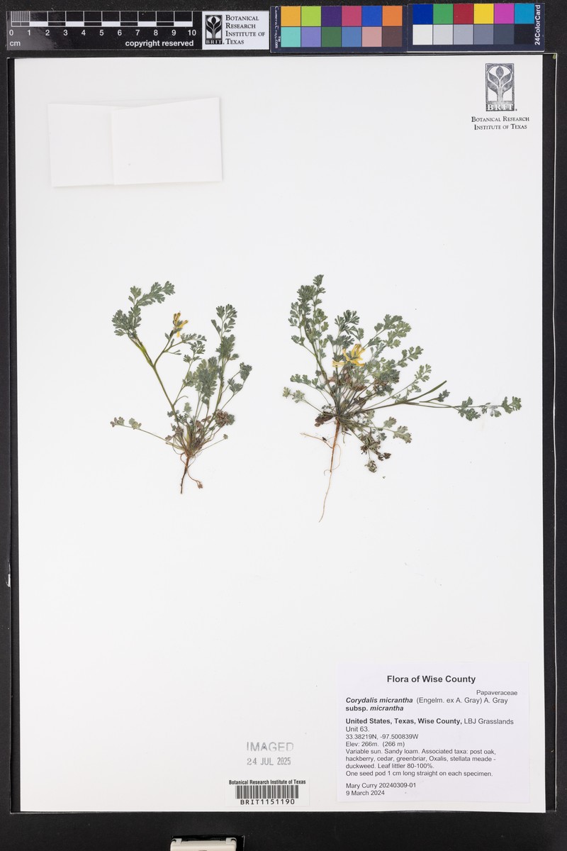 Corydalis micrantha subsp. micrantha photo 3