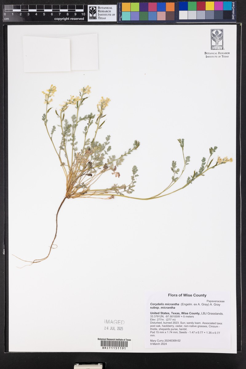 Corydalis micrantha subsp. micrantha photo 4