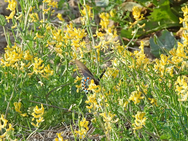 Corydalis micrantha subsp. texensis