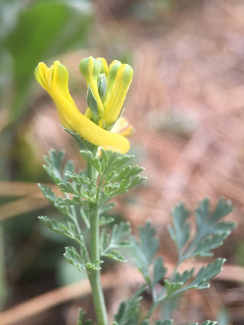 Corydalis micrantha subsp. texensis photo 2