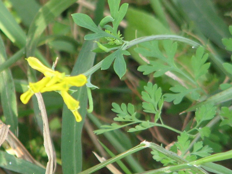 Corydalis micrantha subsp. texensis photo 3