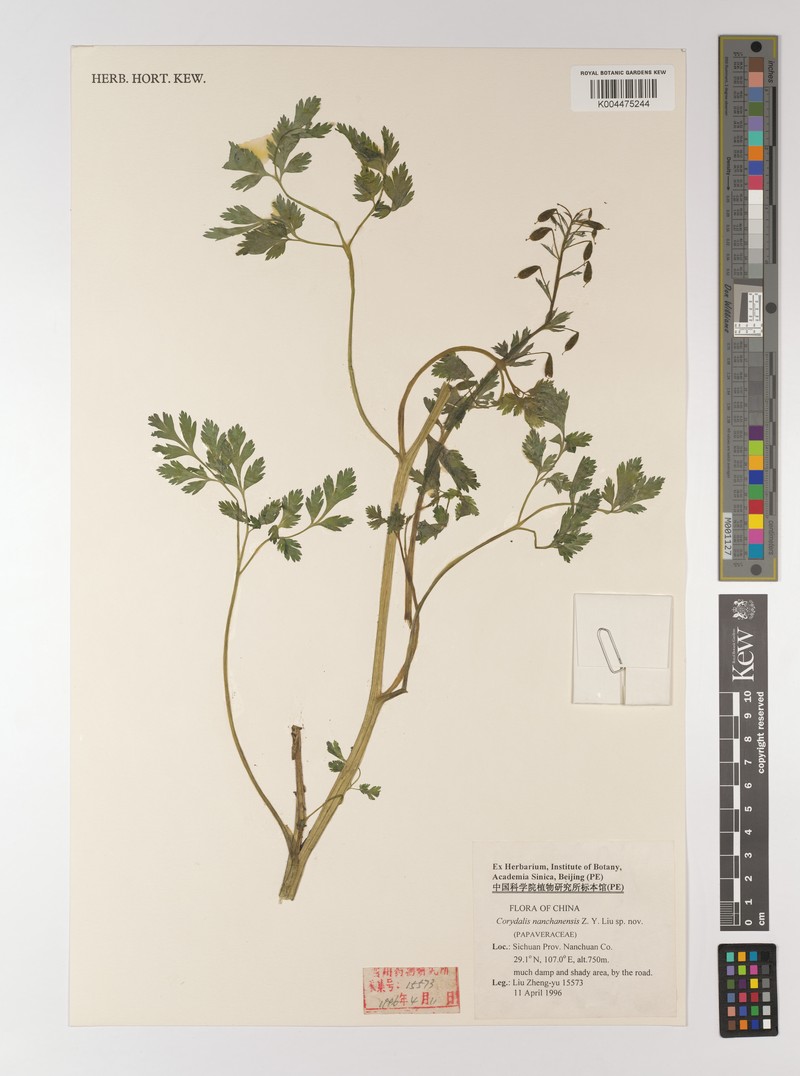 Corydalis nanchuanensis