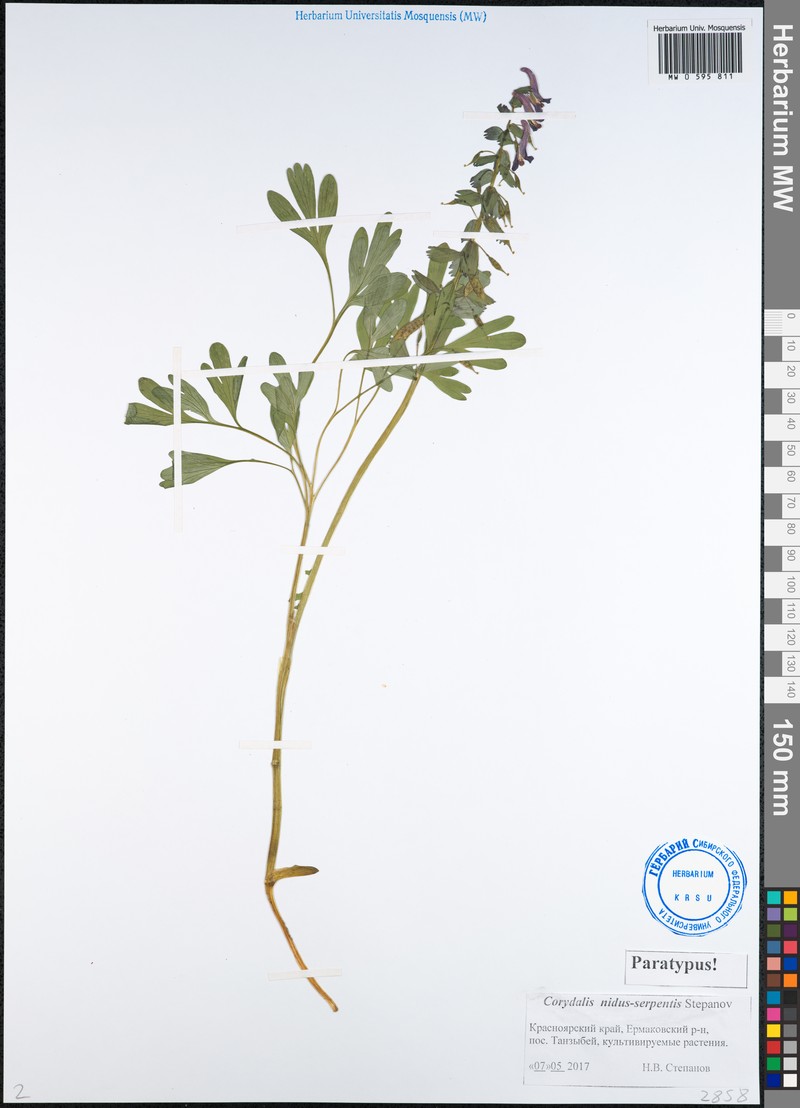 Corydalis nidus-serpentis