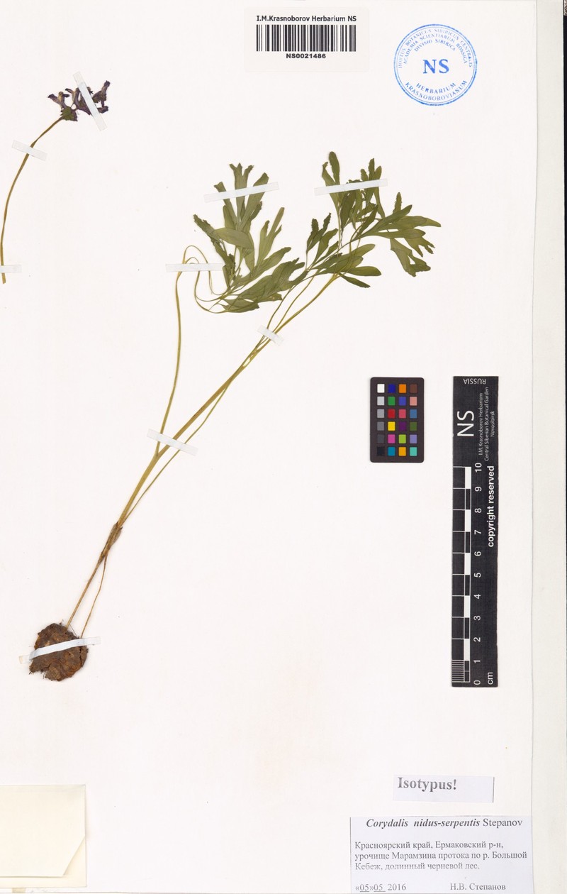 Corydalis nidus-serpentis photo 2