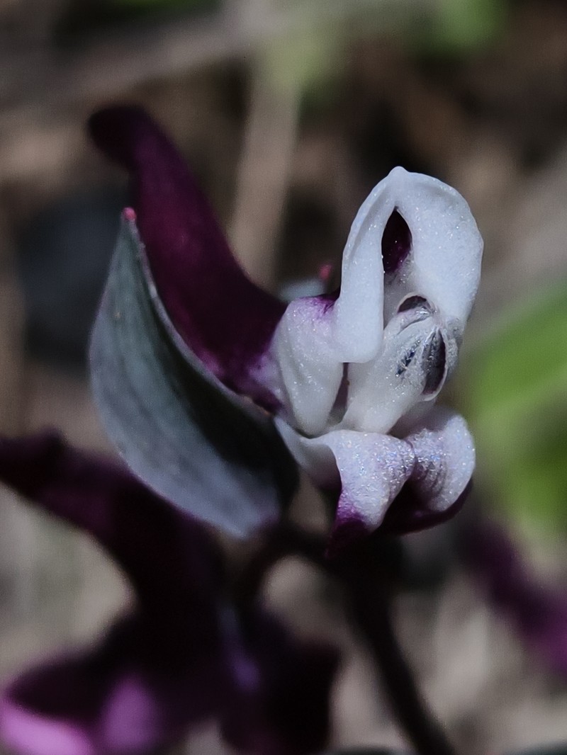 Corydalis oppositifolia subsp. oppositifolia